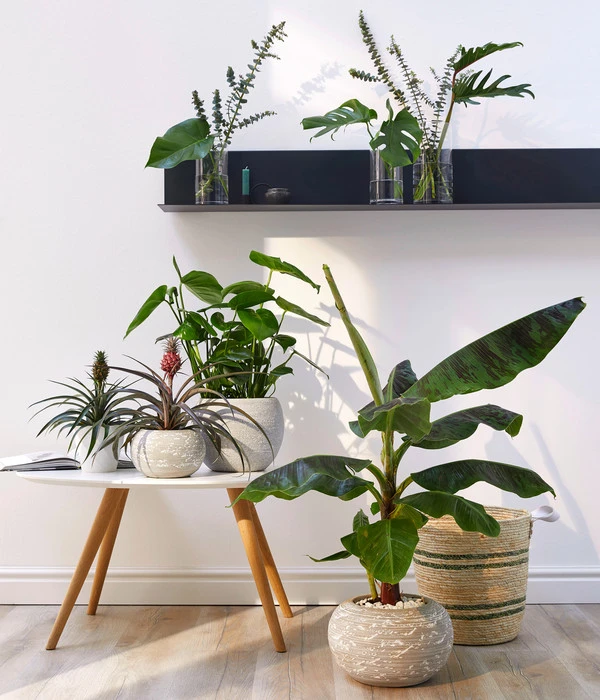 Banane 'Dwarf Cavendish' – Bild 3