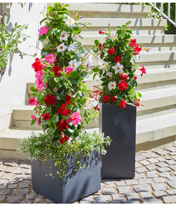 Dipladenien-Duo, Pyramide – Bild 2