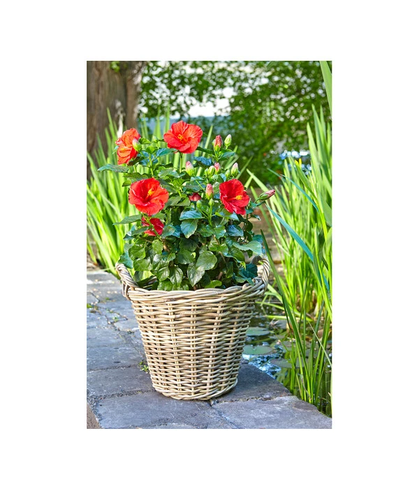 Van Der Leeden Rattan-Korb Mit Henkeln, Rund, Grau-braun – Bild 5