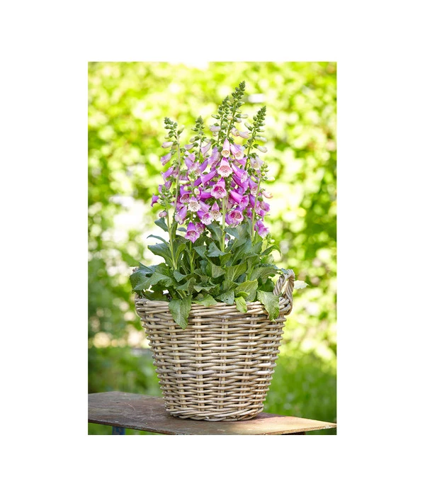 Van Der Leeden Rattan-Korb Mit Henkeln, Rund, Grau-braun – Bild 6