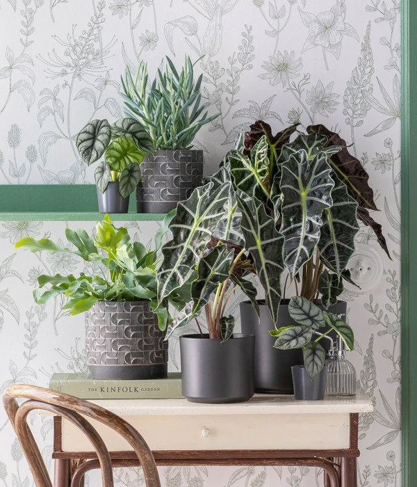 Pfeilblatt - Alocasia Amazonica 'Polly' – Bild 4