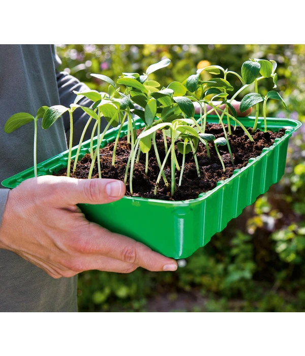 Dehner Zimmergewächshaus, 36 X 22 X 13 Cm – Bild 2