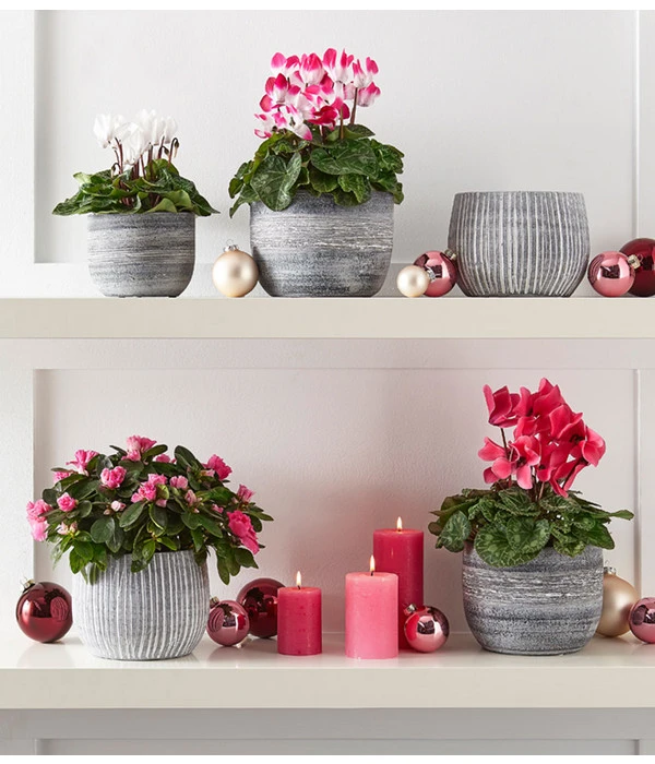 Zimmerazalee - Rhododendron Simsii – Bild 3