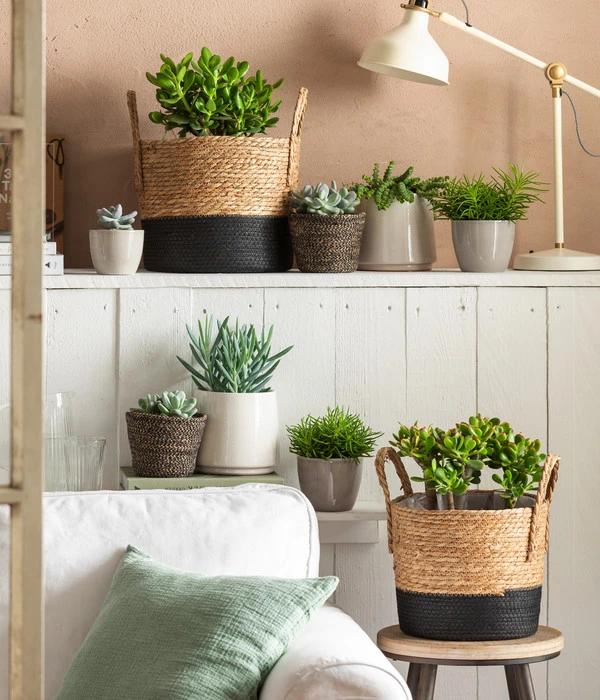 Greiskraut - Senecio Talinoides 'Aquarine Mount Everest®' – Bild 2