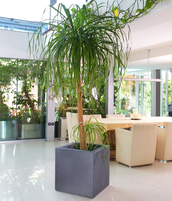 Roto Kunststoff-Pflanztopf Tango, Quadratisch – Bild 2