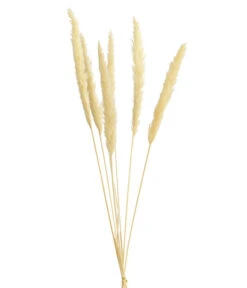 Trockenblumenbund Pampasgras