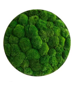 StyleGREEN Bild Aus Kugelmoos, Ellipsoid, Ca. Ø54 Cm