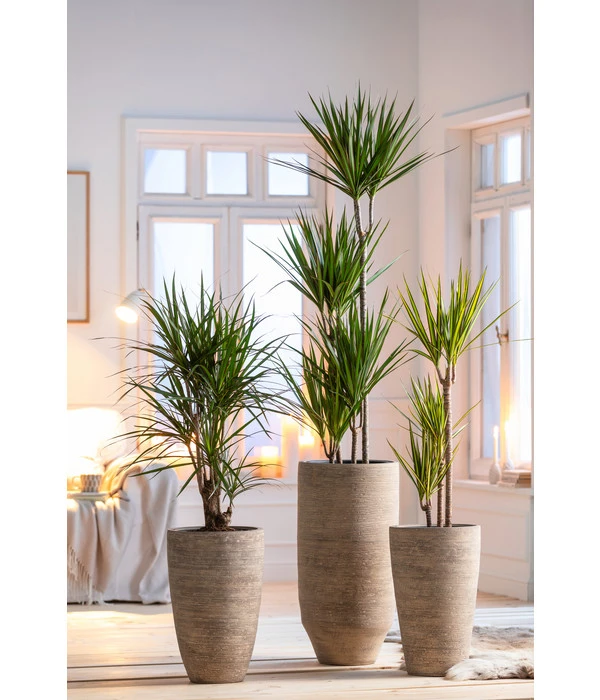 Drachenbaum - Dracaena Marginata, Verzweigt – Bild 2