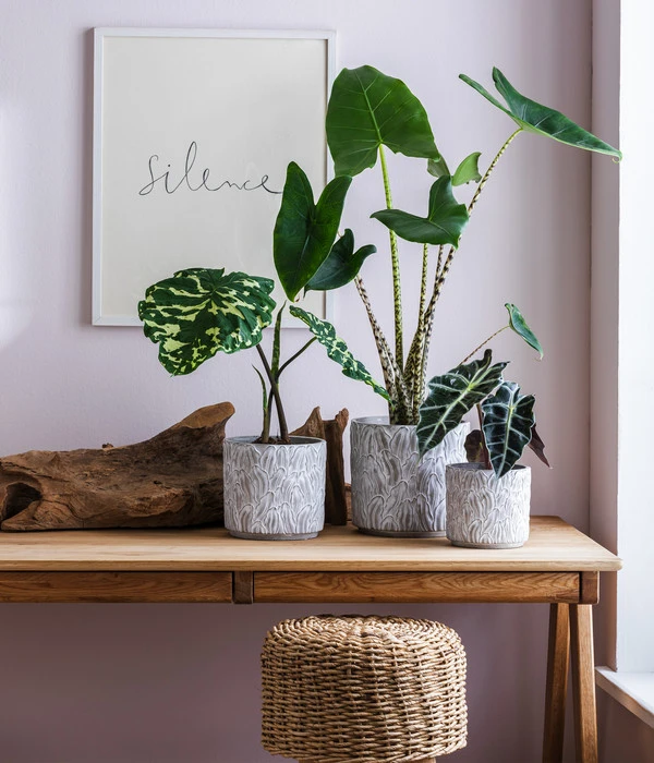 Pfeilblatt - Alocasia Amazonica 'Polly' – Bild 2