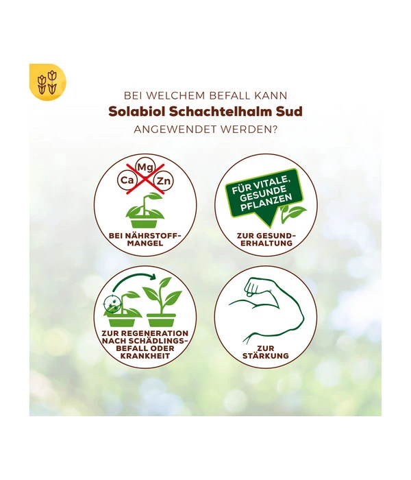 Solabiol® Schachtelhalm Sud, 1 L – Bild 5