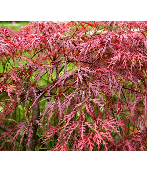 Dunkelroter Schlitz-Ahorn 'Dissectum Garnet' – Bild 4