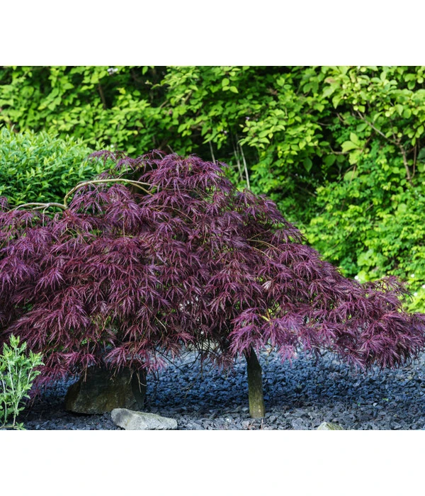 Dunkelroter Schlitz-Ahorn 'Dissectum Garnet' – Bild 2