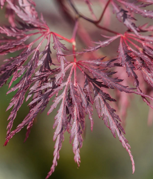 Dunkelroter Schlitz-Ahorn 'Dissectum Garnet' – Bild 5