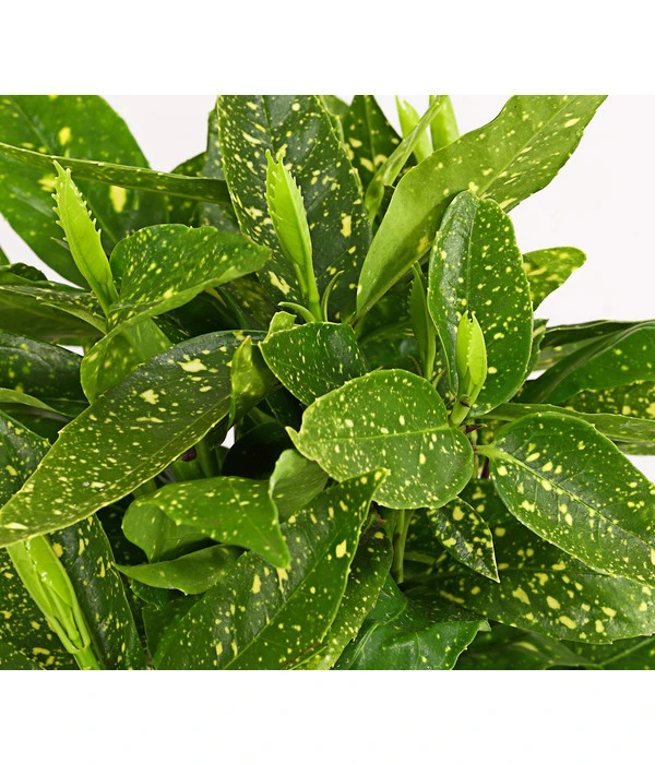 Buntlaubige Aukube 'Variegata' – Bild 2