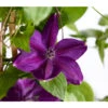 Waldrebe - Clematis, Blau, Bogen
