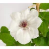 Waldrebe - Clematis, Weiß, Rankhilfe