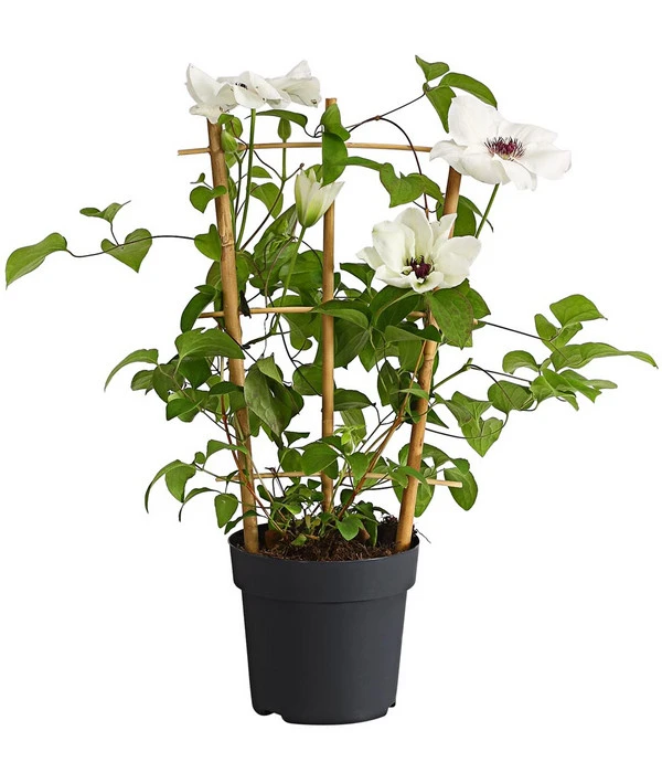 Waldrebe - Clematis, Weiß, Rankhilfe – Bild 2