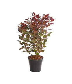 Roter Zwerg-Perückenstrauch 'Lilla'