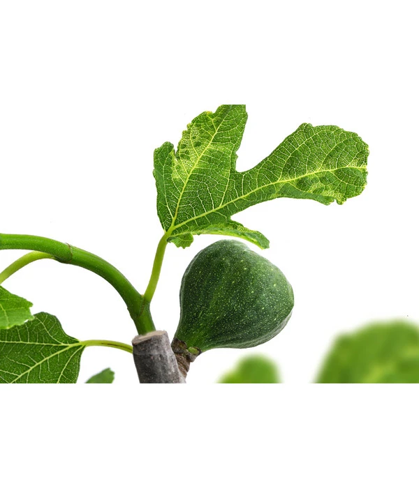 Bornholmfeige – Bild 3