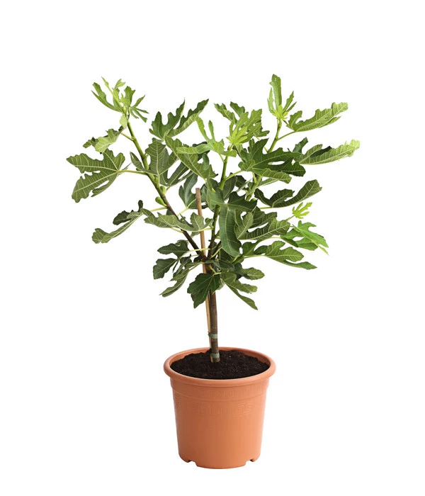 Feige 'Pfälzer Fruchtfeige' – Bild 2