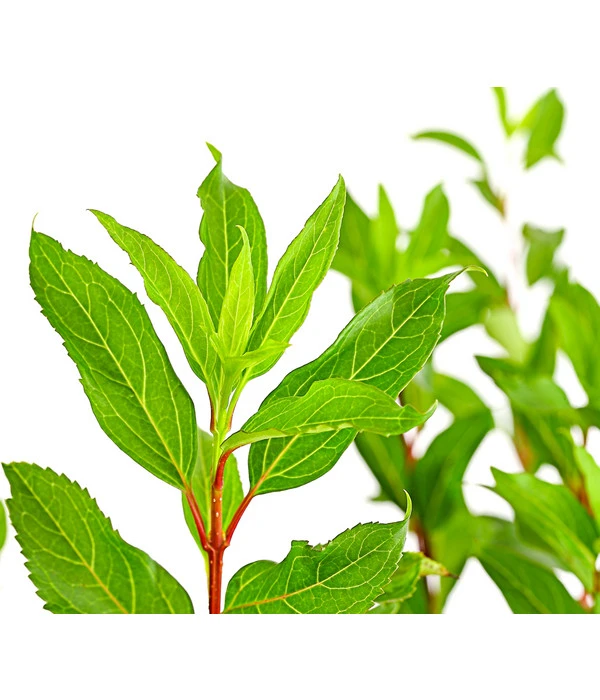 Forsythie 'Week-End' - Goldglöckchen – Bild 3