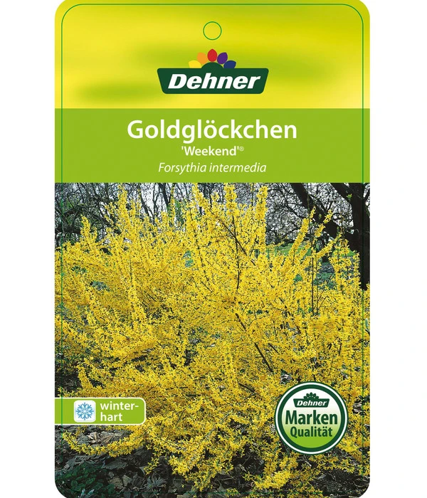 Forsythie 'Week-End' - Goldglöckchen – Bild 4
