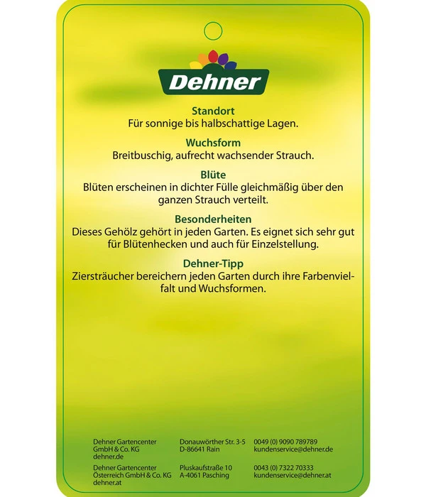 Forsythie 'Week-End' - Goldglöckchen – Bild 5