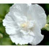 Hibiskus 'White Chiffon®' - Garten-Eibisch