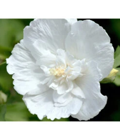 Hibiskus 'White Chiffon®' - Garten-Eibisch