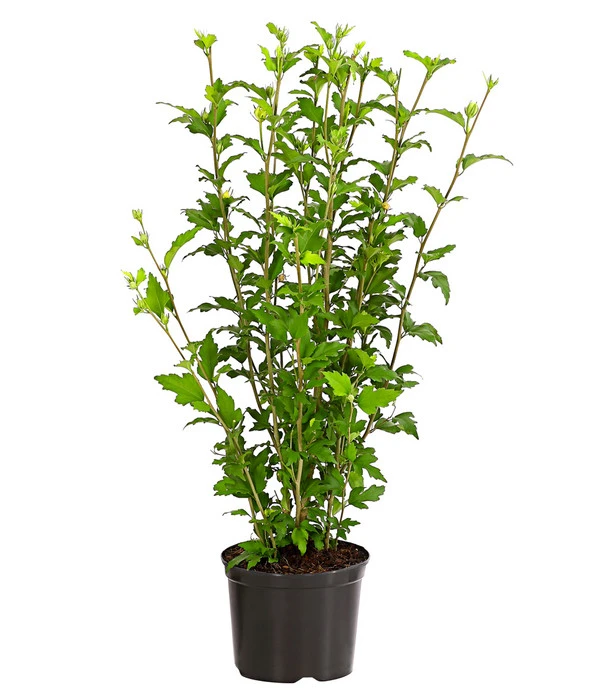 Hibiskus 'White Chiffon®' - Garten-Eibisch – Bild 2