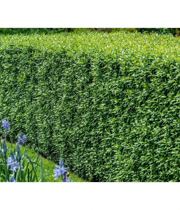 10 Meter Gemeiner Liguster, 30 X Ca. 100-150 Cm – Bild 2