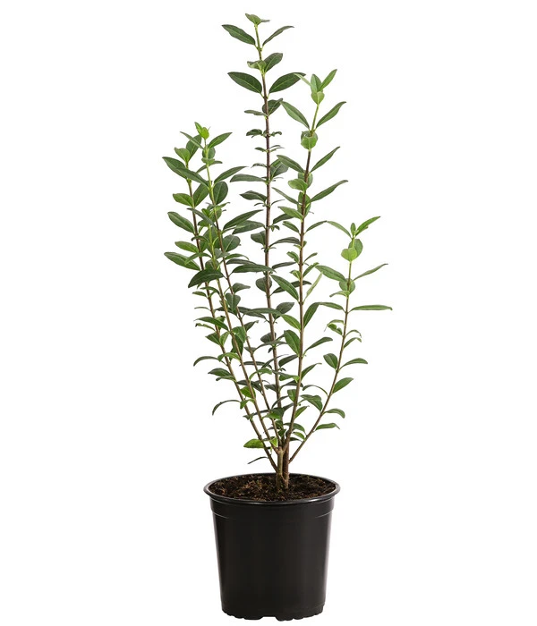 2-3 Meter Liguster, 10 X Ca. 30-35 Cm – Bild 2