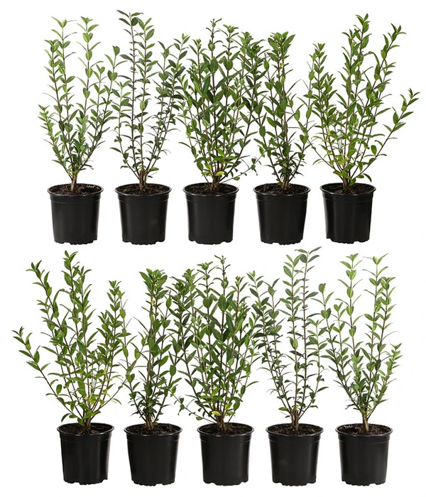 2-3 Meter Liguster, 10 X Ca. 30-35 Cm