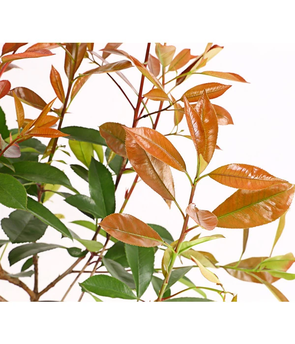 2 Meter Purpur-Glanzmispel 'Red Robin', 6 X Ca. 60 Cm – Bild 2