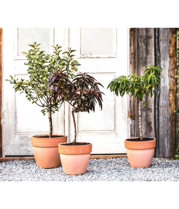 Zwergapfel 'Galina' – Bild 2