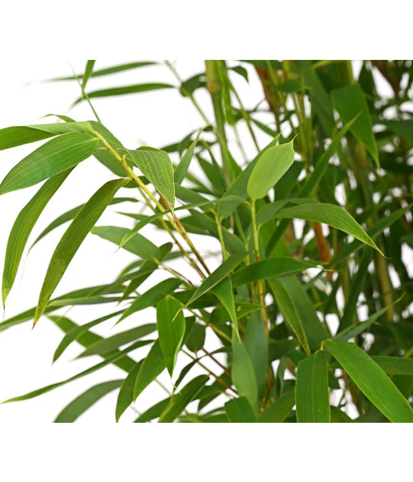 Gartenbambus 'Brillant' – Bild 2