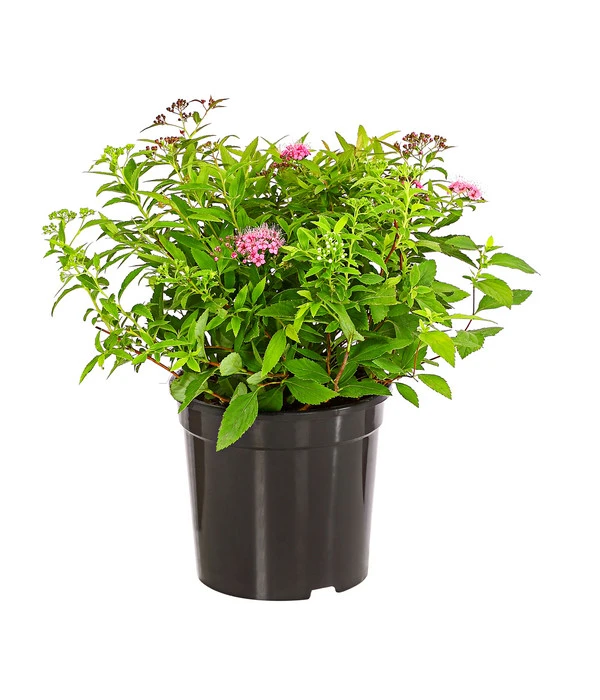 Japanischer Spierstrauch 'Genpei' – Bild 2