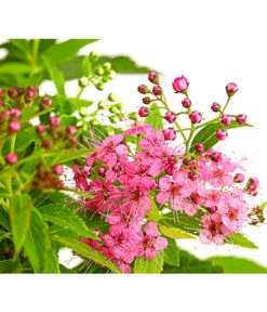 Japanischer Spierstrauch 'Genpei'