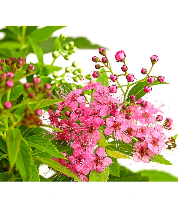 Japanischer Spierstrauch 'Genpei'