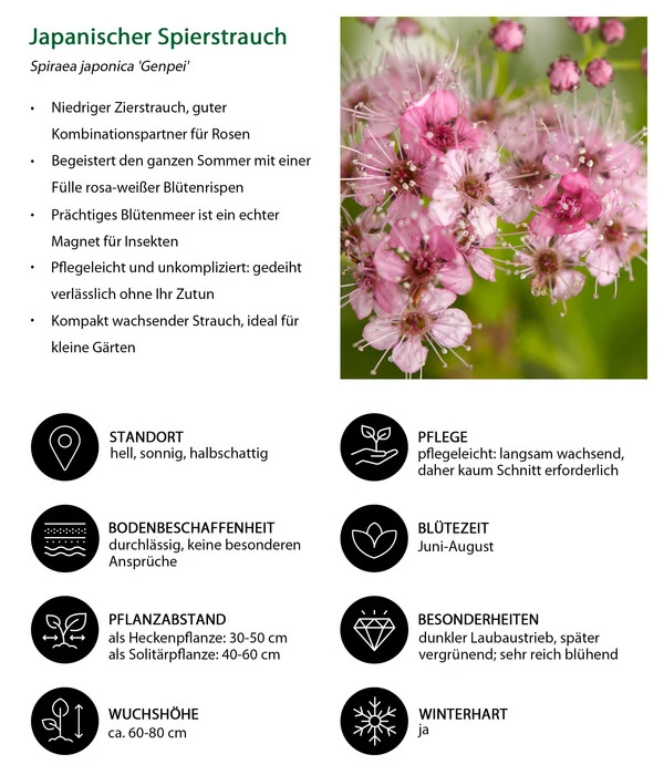 Japanischer Spierstrauch 'Genpei' – Bild 3