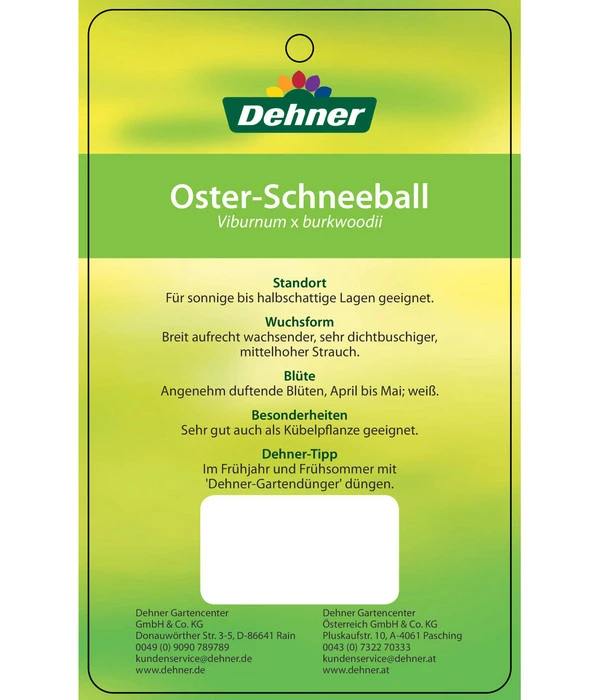 Wintergrüner Schneeball 'Burkwoodii' – Bild 4