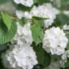 Japanischer Schneeball 'Grandiflorum'