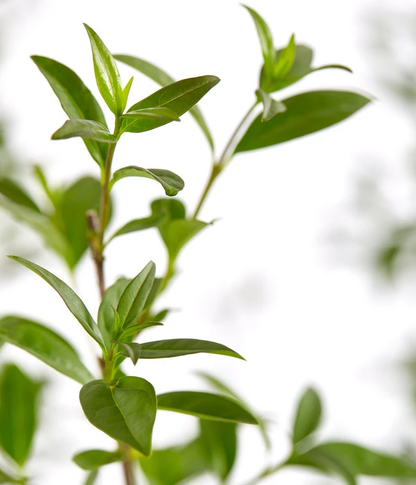 10 Meter Gemeiner Liguster, 30 X Ca. 100-150 Cm – Bild 3