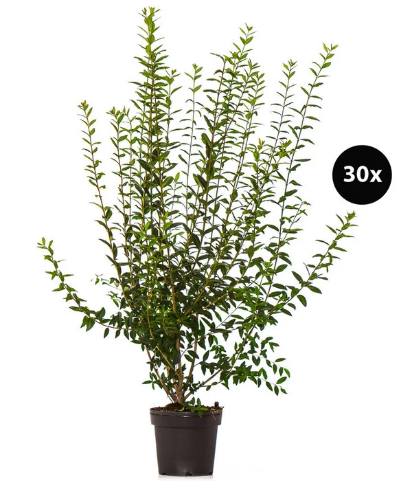 10 Meter Gemeiner Liguster, 30 X Ca. 100-150 Cm