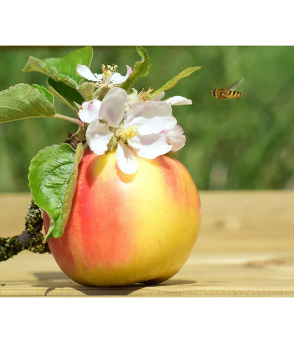 Zwergapfel 'Galina' – Bild 3