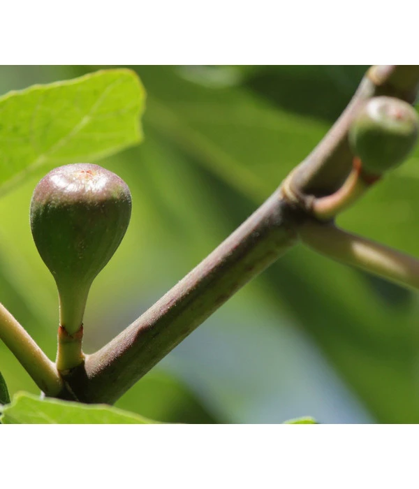 Feige 'Little Miss Figgy®'