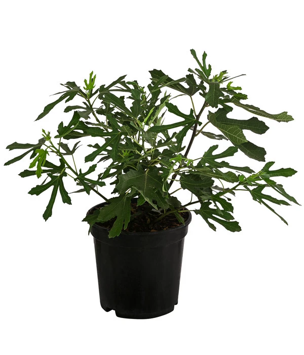 Feige 'Little Miss Figgy®' – Bild 2