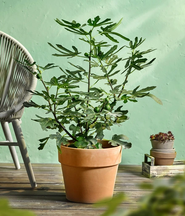 Feige 'Little Miss Figgy®' – Bild 3