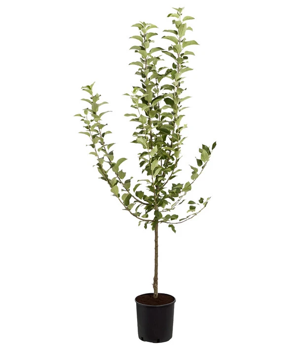 Winterapfel 'Goldparmäne' – Bild 3