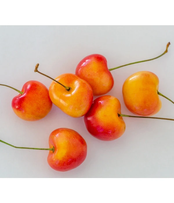 Kirschen-Duo 'Regina/Napoleon' – Bild 4